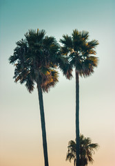 Palmeras y atardecer