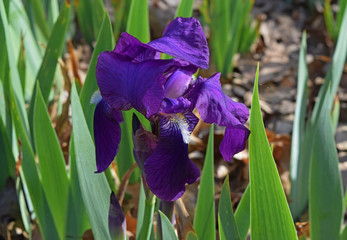 Coastal flowers and grasses of N. California