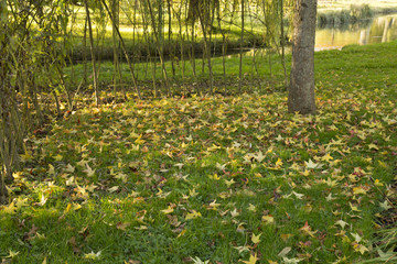 Fallen autumn leaves on green grass