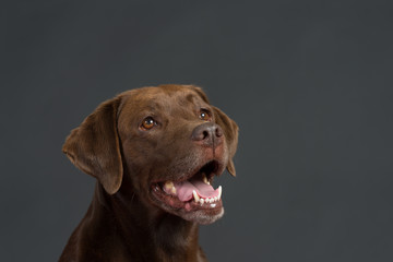 Labrador Hund Studio Süß Freisteller