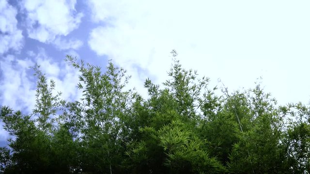 top of bamboo forest and blue sky
