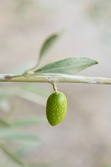 Zielona oliwka na gałęzi.