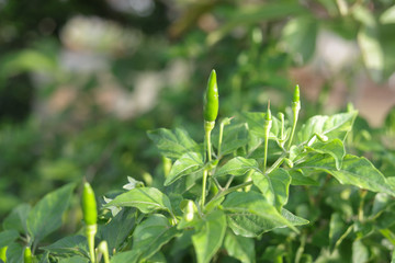 Green fresh chilli on the chilli farm