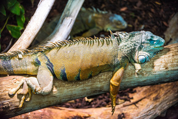 Mature sleeping colorful lizard lying on a tree branche