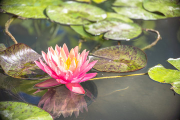 Bright pink water lily with green leaves floating on the water