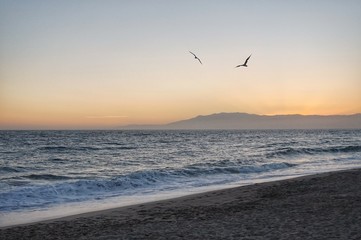 gaviotas al atardecer en el mar