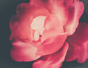 Fototapeta na wymiar fleur rose jazz festival seul en été dans un jardin en plein jour en plan rapproché