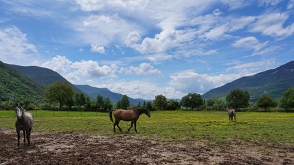 caballos pastando en la montaña