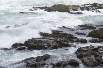 Fototapeta premium Waves crashing in high surf on the N. California coast