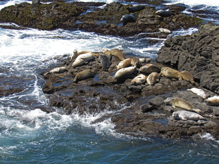 Naklejka premium Harbor Seals in a sanctuary on the N. California coast