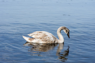 Beautiful white swan in the sea