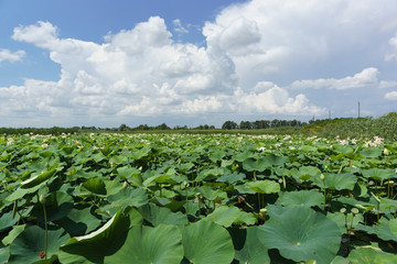 Fototapeta premium Summer landscape with flowering Lotus nut-bearing (lat. Nelumbo nucifera) in the Kuban