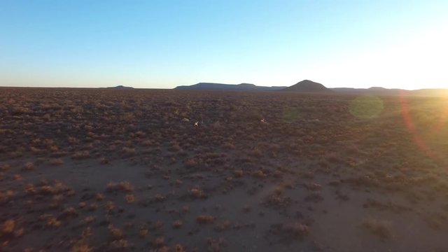 springboks running karoo
