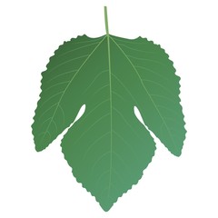 Green leaf of a fig. Vector illustration.