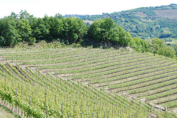 Fototapeta na wymiar Langhe Hills, Piedmont - Italy