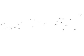 Flock of birds on a white background. For design..Flock of birds isolated on a white background. For multiply layer.