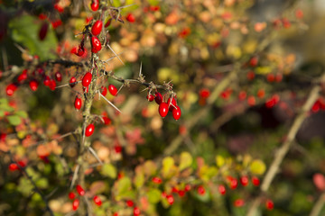 Red Autumn Berries 