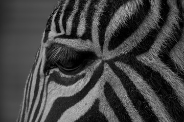 Close up of Zebra Face