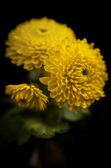 chrysanthemum