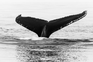 Humpback Whale Tail in Black and White