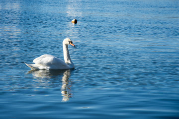 White swan in the sea
