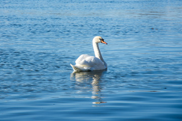 Obraz premium White swan in the sea