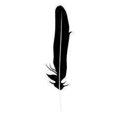 Feather isolated vector