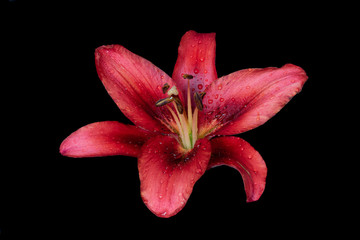 Fine art still life color macro image of a single isolated wide open dark red lily blossom on black...