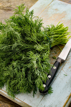 fresh dill herb in bunch