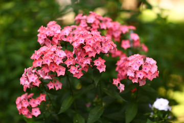 pink flox flowers close up photo