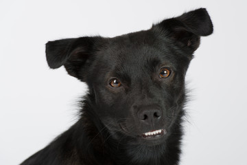 Hund Studio Süß Freisteller