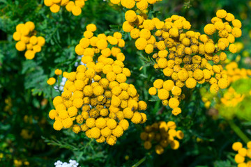 tansy yellow  flowers on a fied
