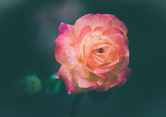 fleur rose de couleur jaune et rose dans un jardin sur fonds sombre en été