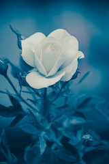 fleur rose de couleur blanche sur fonds bleu en été dans un jardin