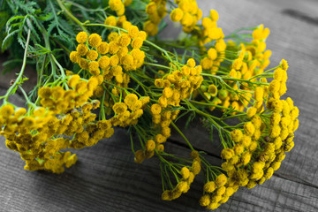 tansy yellow flower on a wooden background