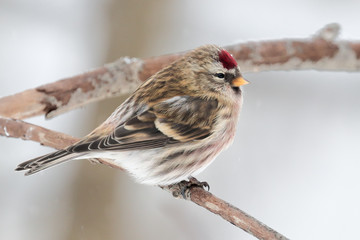Common redpoll
