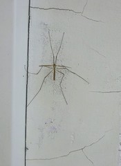 Mosquito sitting on the white wall background with textured cracks on paint