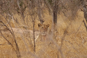 Lonely lioness in Park Kruger