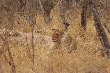 Lonely lioness in Park Kruger