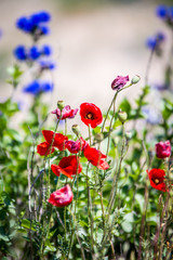Red poppies during windy day
