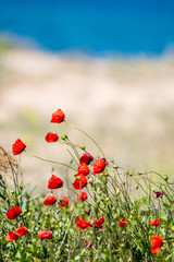 Fototapeta premium Red poppies during windy day