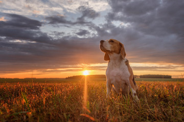 Beagle portrait on the background of a beautiful sunset