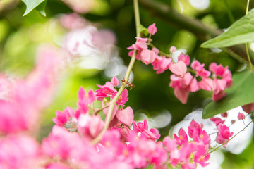 Close-Up Of Pink Flowering Plant and red ant