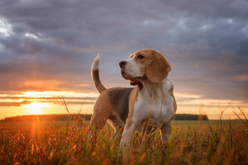 Beagle portrait on the background of a beautiful sunset - obrazy, fototapety, plakaty