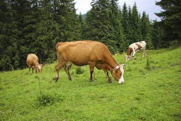 Fototapeta na wymiar Cows grazing in a summer mountain meadow in the Carpathians, Romania