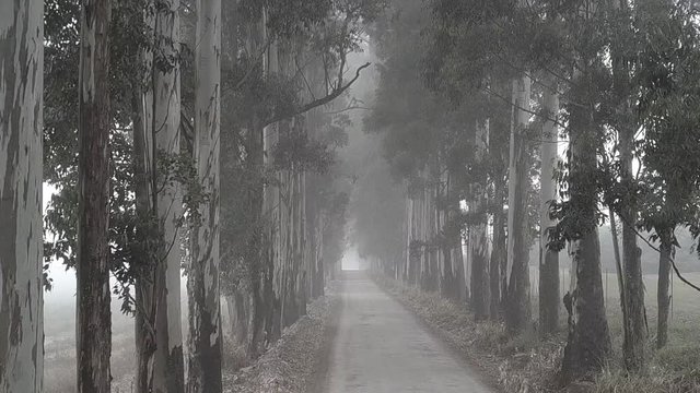 bluegum trees with mist and rain