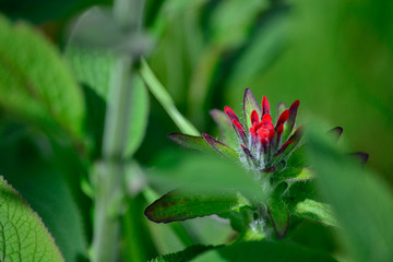 red wild flower among the green grass