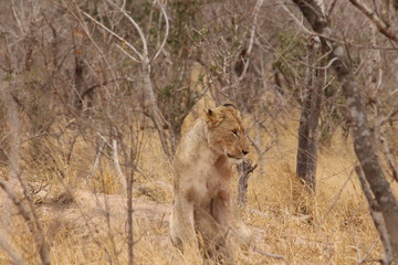 Naklejka na ściany i meble Lonely lioness in Park Kruger