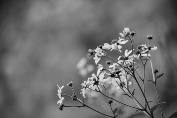 white wildflowers in black and white