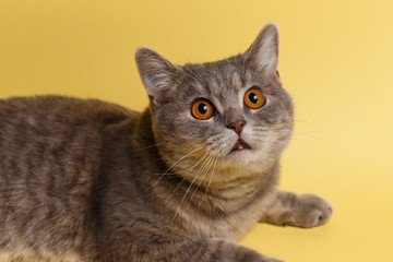Portrait of cute cat scottish straight in studio with yellow background. Close up